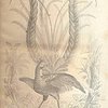 Естественная история для юношества: Царство пернатых: С 183-мя рисунками